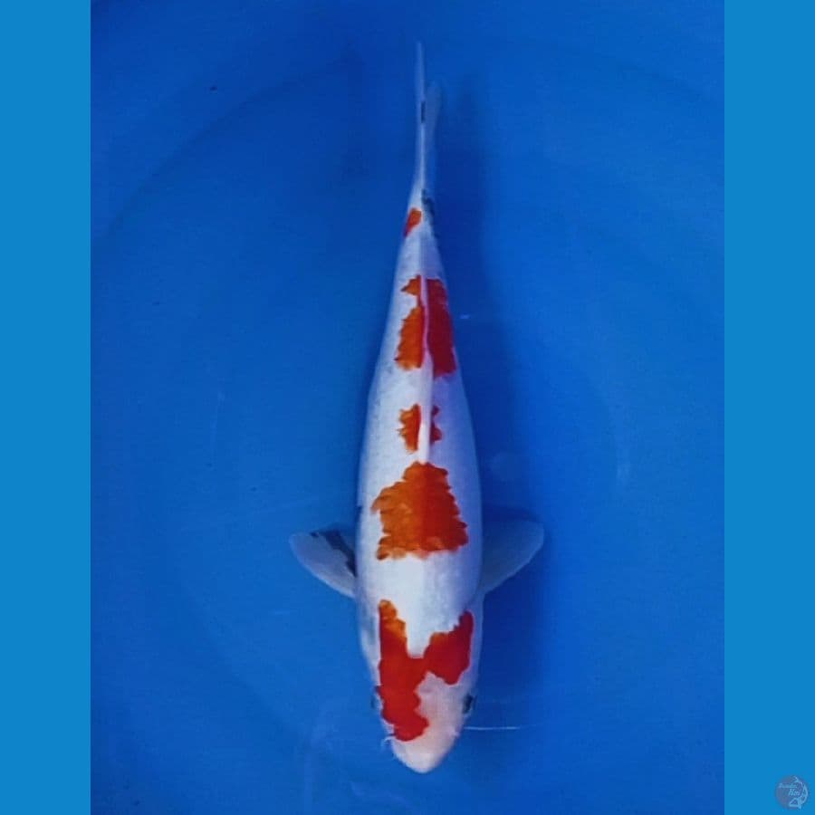 tategoi 35 cm
