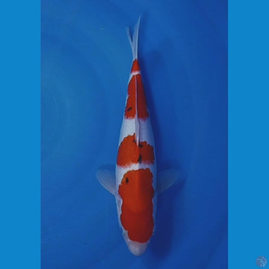 tategoi 33 cm