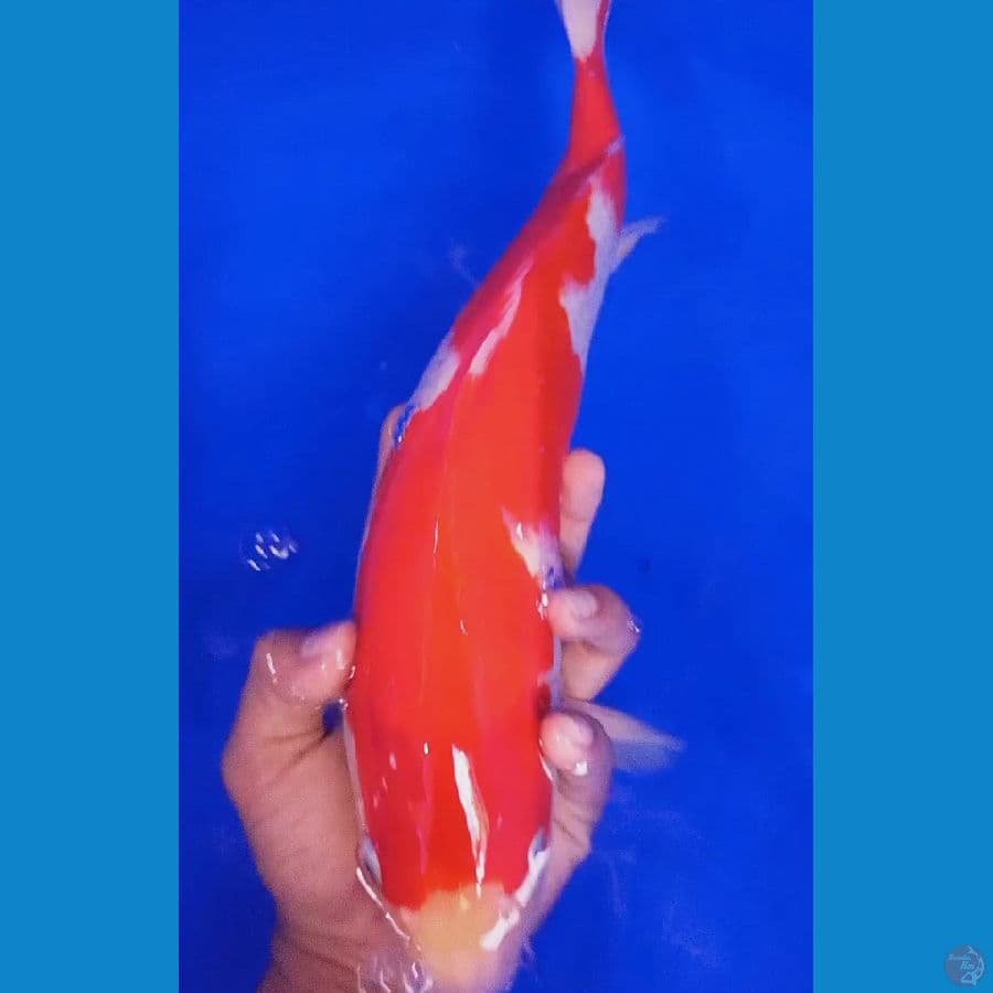 inazuma kohaku strong male 39 cm