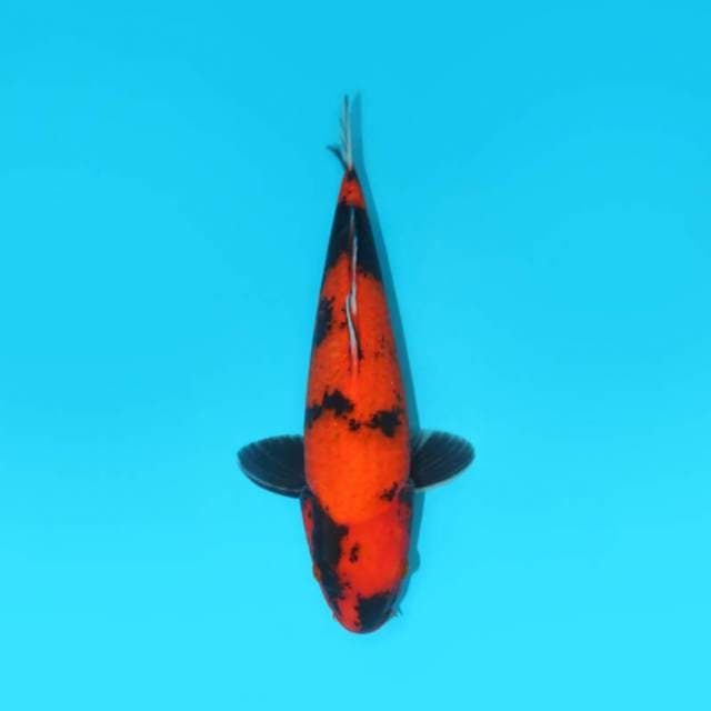 HI UTSURI 31 CM