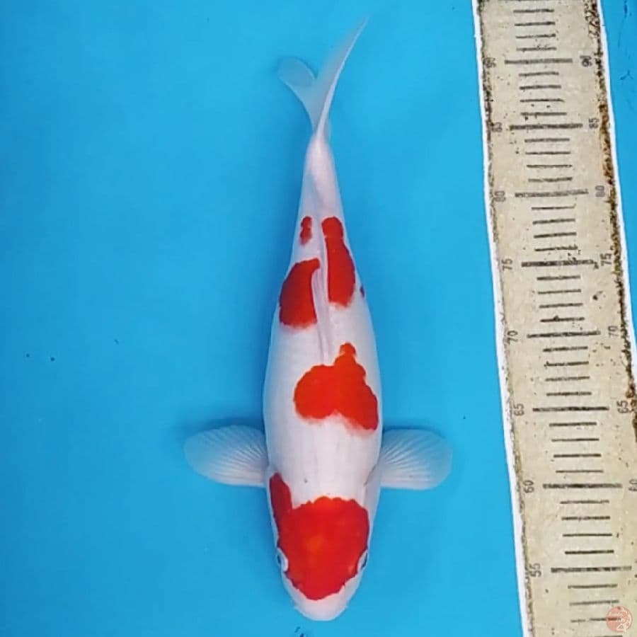 Maruten Kohaku Original ~40 F