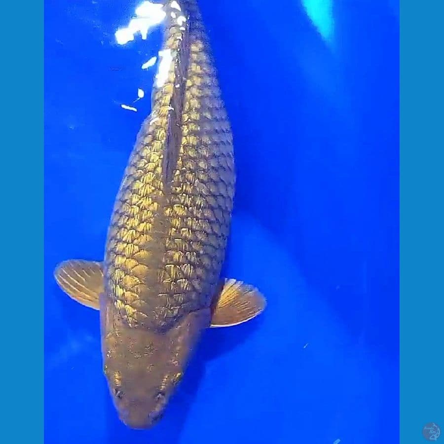 midori ginrin munuk f37 cm