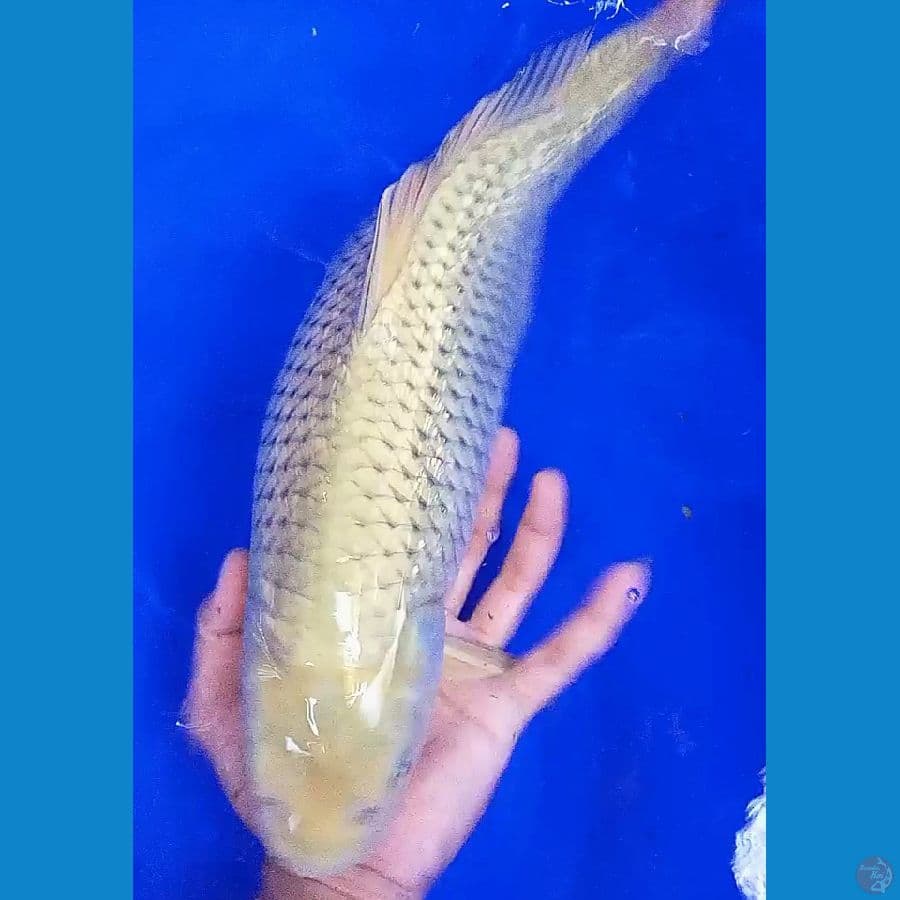 jumbo soragoi midori ginrin f 46 cm
