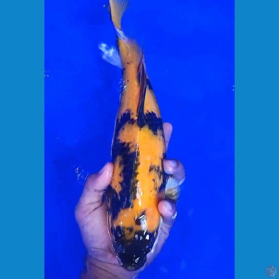 ki utsuri 35 cm
