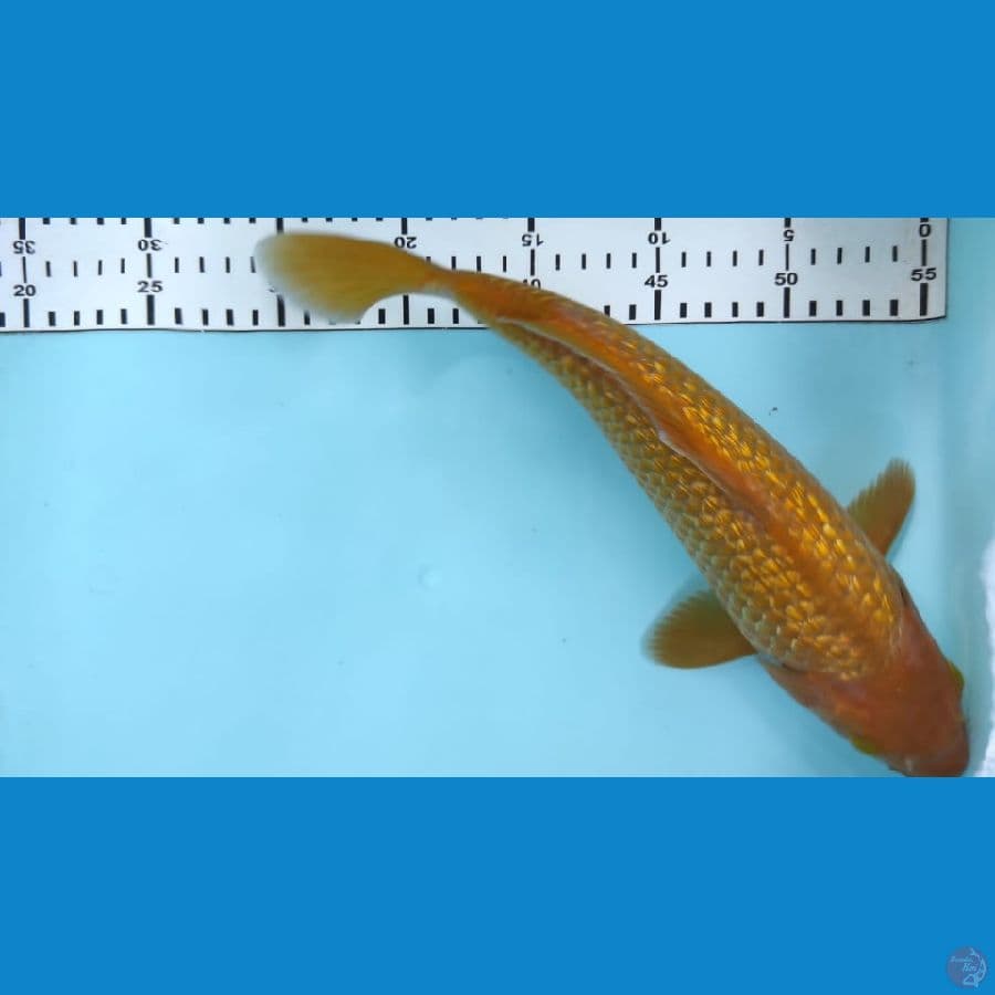 cagoi ginrin 30 cm