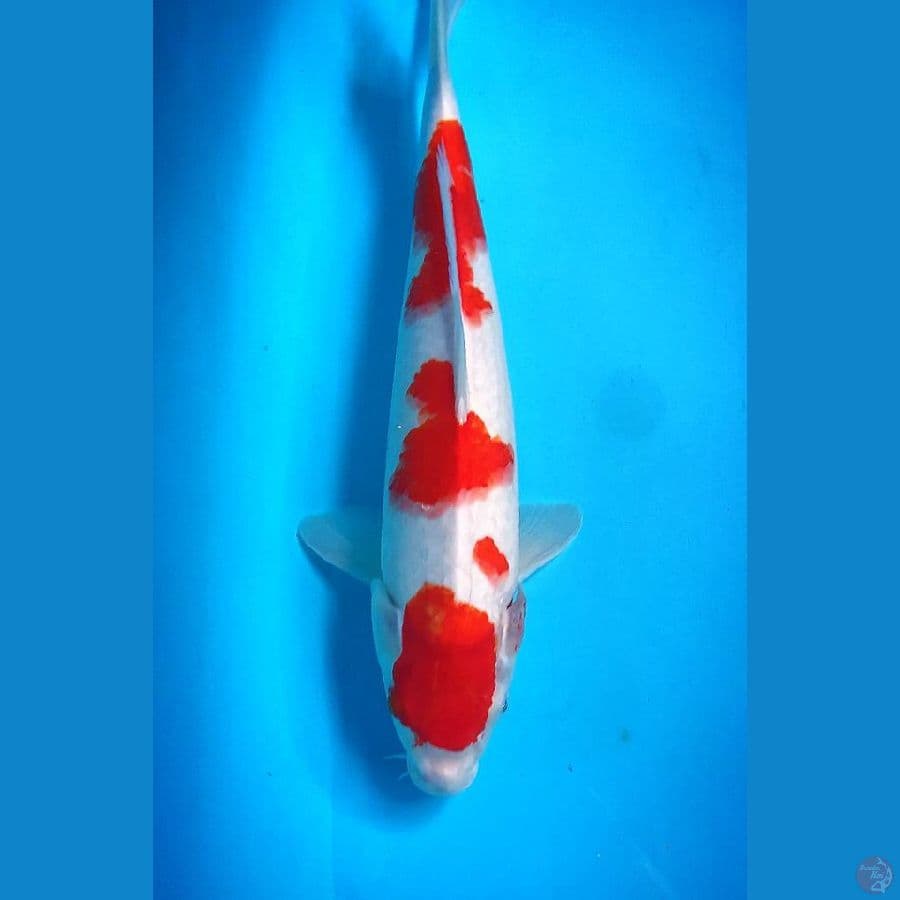original. kohaku 38 cm