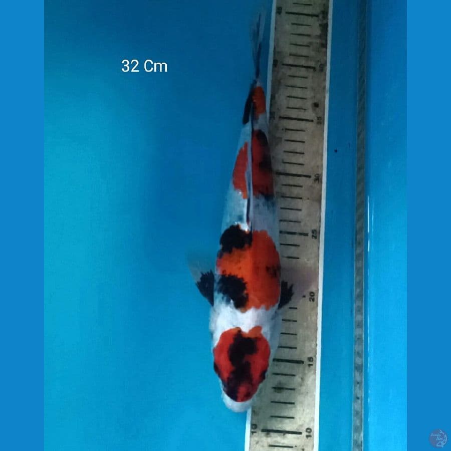 Showa 32 Cm