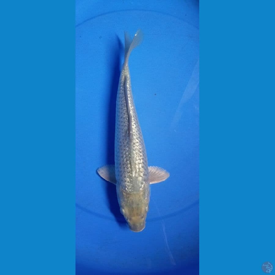soragoi 35 cm