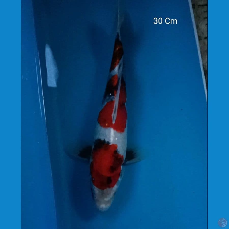 Showa 30 Cm