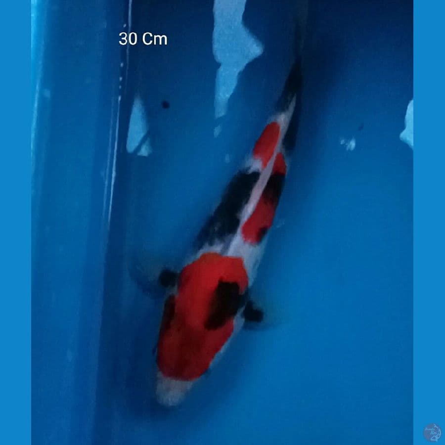 Showa 30 Cm
