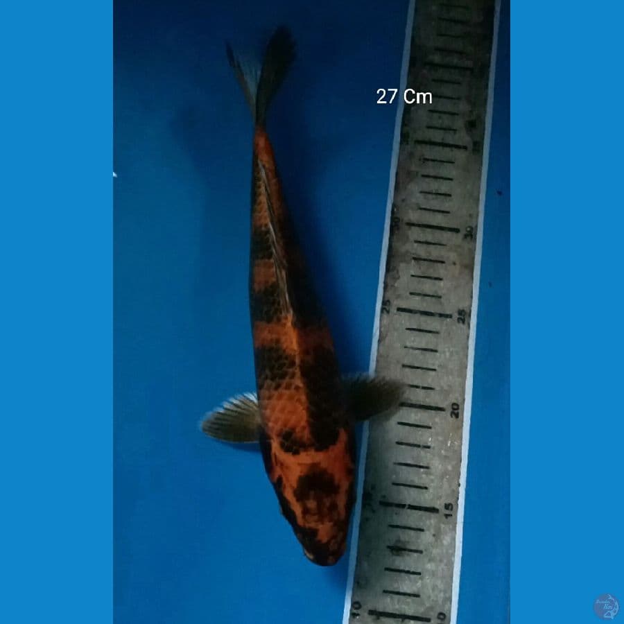 Kin Utsuri 27 Cm