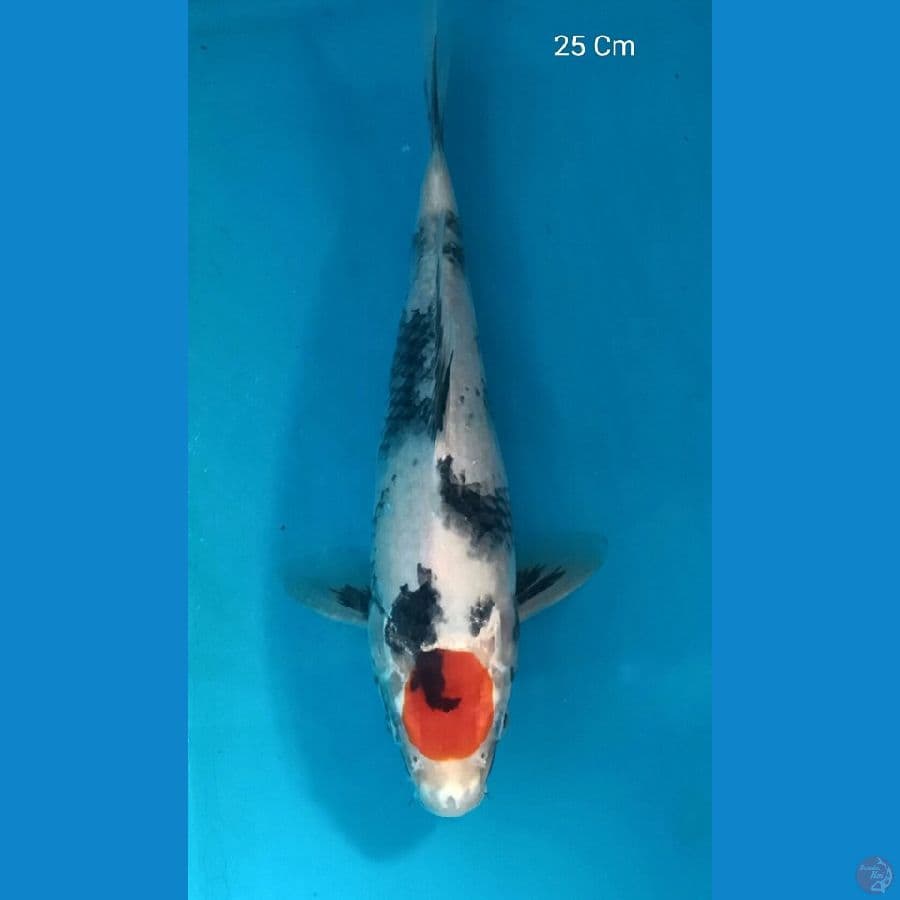 Tancho Showa 25 Cm