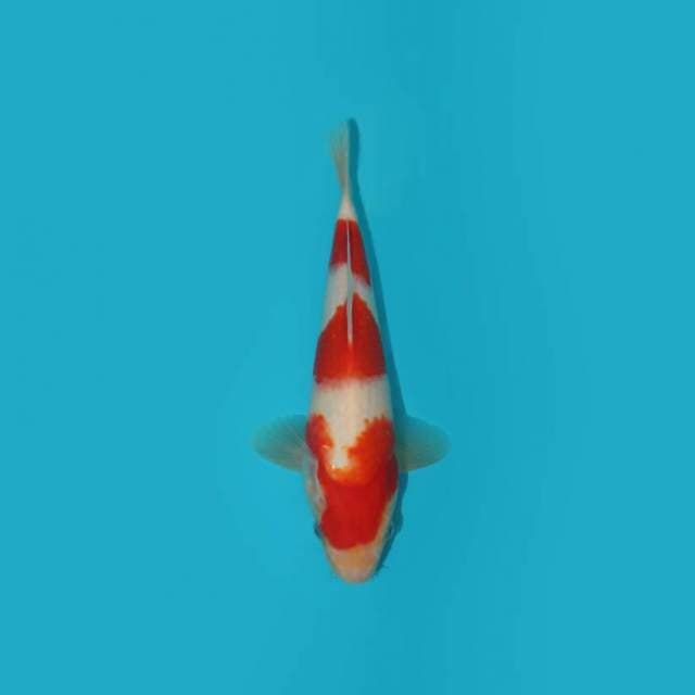 KOHAKU 27 CM