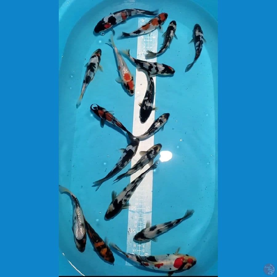 DOITSU mix Ginrin 17 ekor 15-20cm