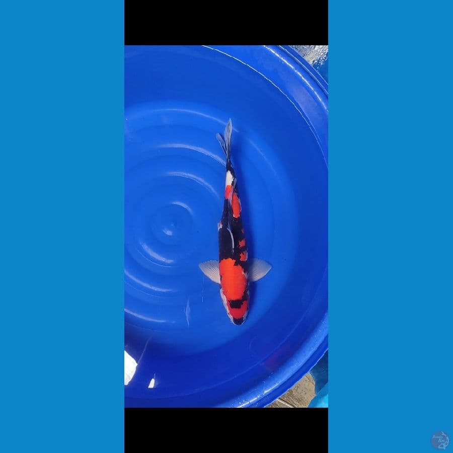 SHOWA JANTAN 50CM