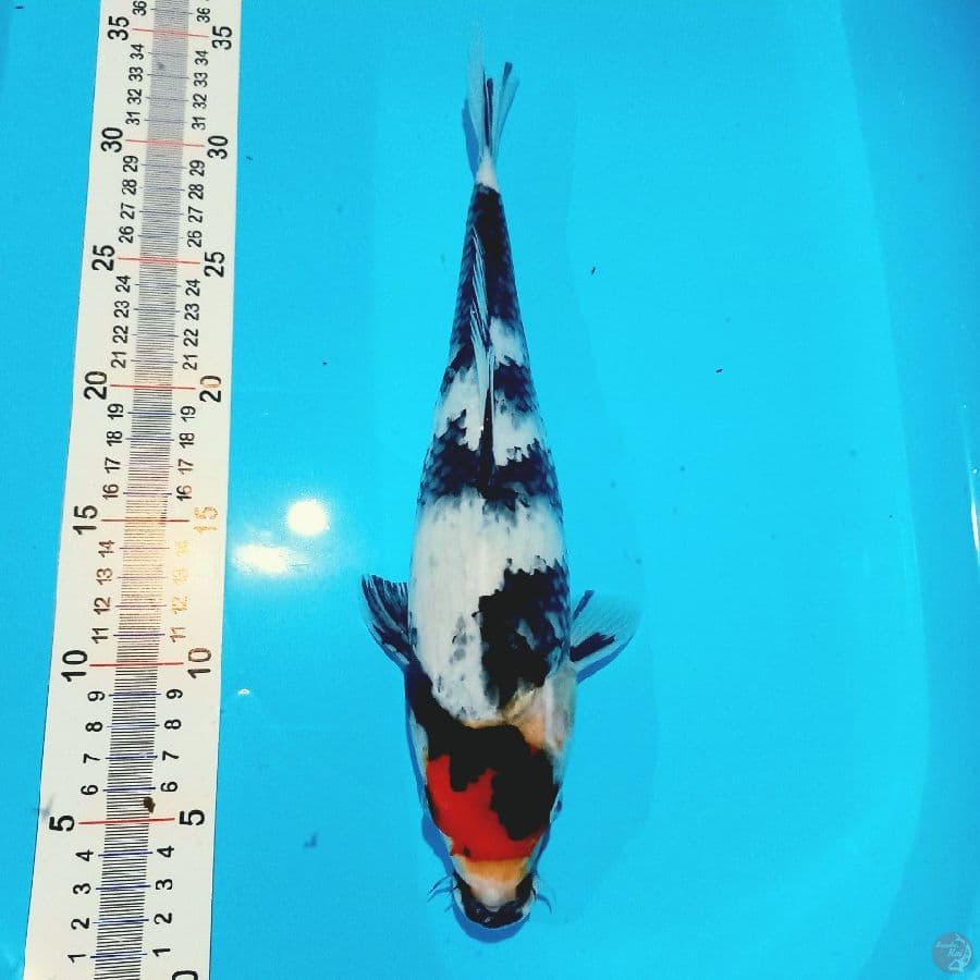 TANCHO SHOWA//FM/ 32 CM