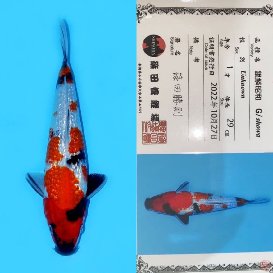 SHOWA GINRIN HQ SHINODA 29CM