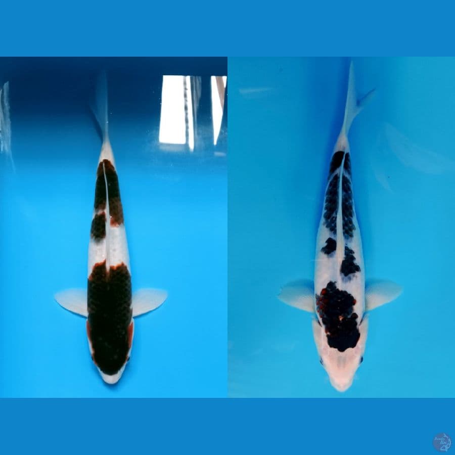 KOROMO ALL 30 CM