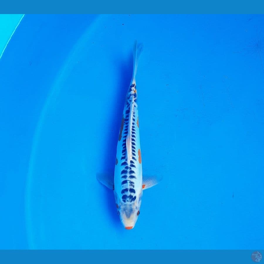 Shusui 32cm Male