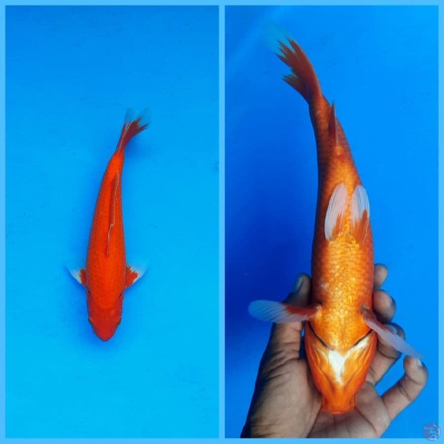 Aka hajiro 29cm Male