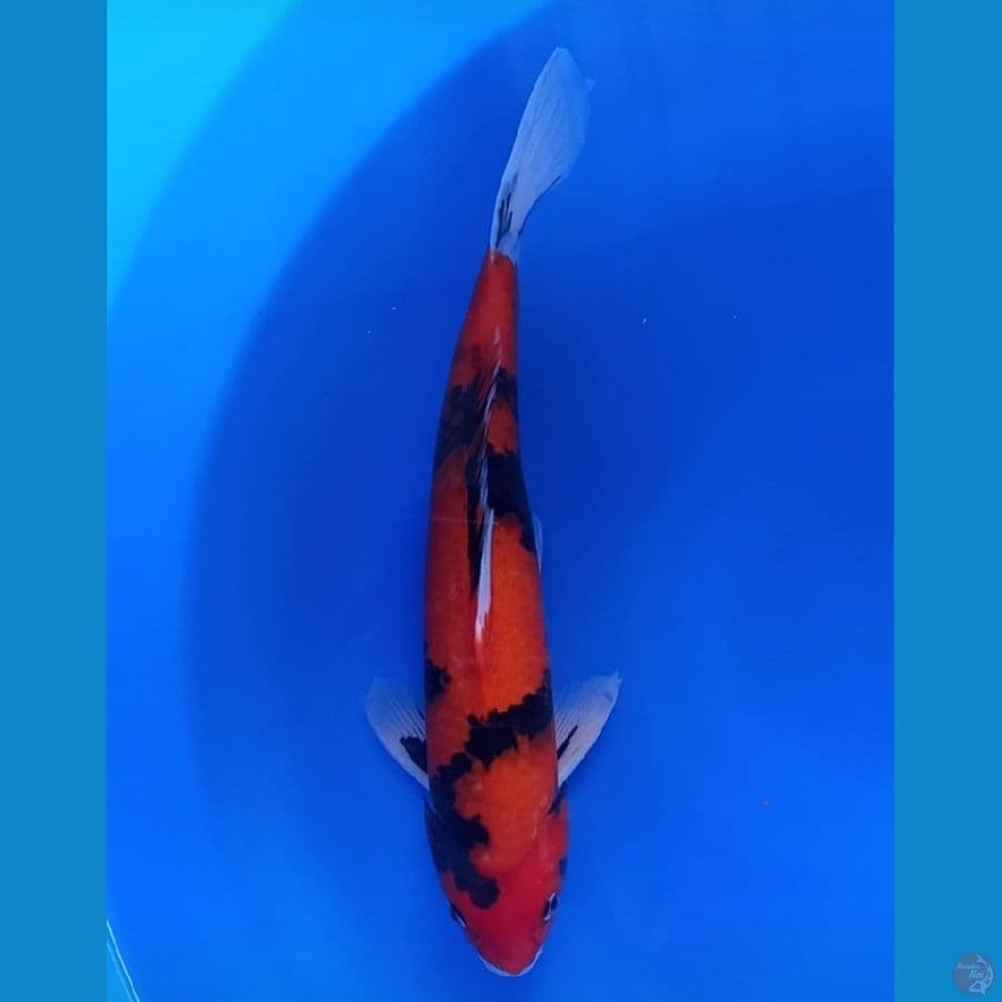 hi showa male 38 cm
