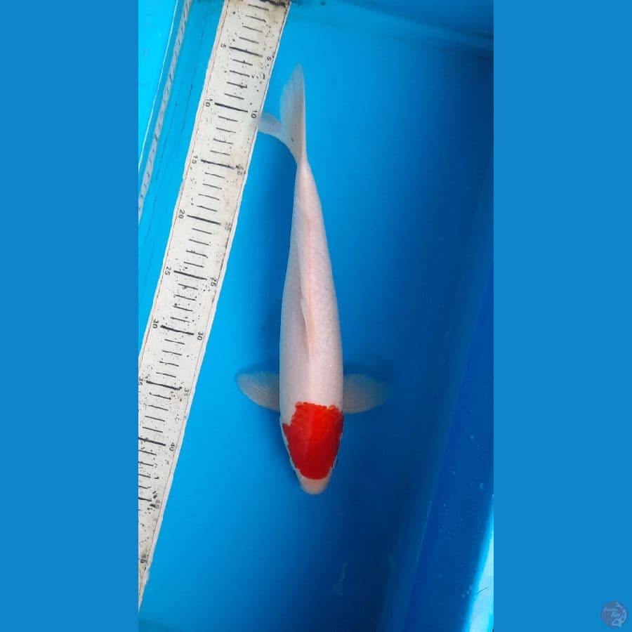 t kohaku