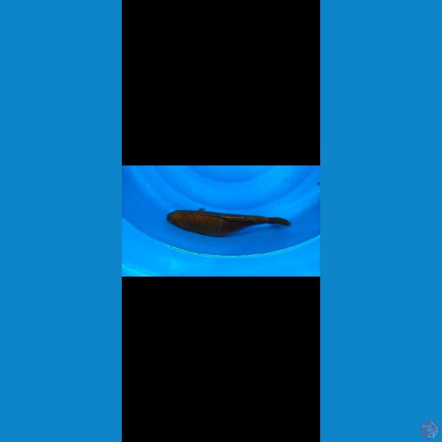 chagi 40cm