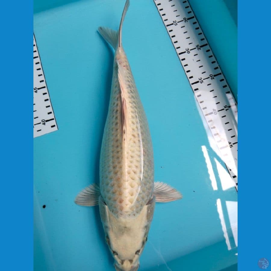 mukasi 35cm
