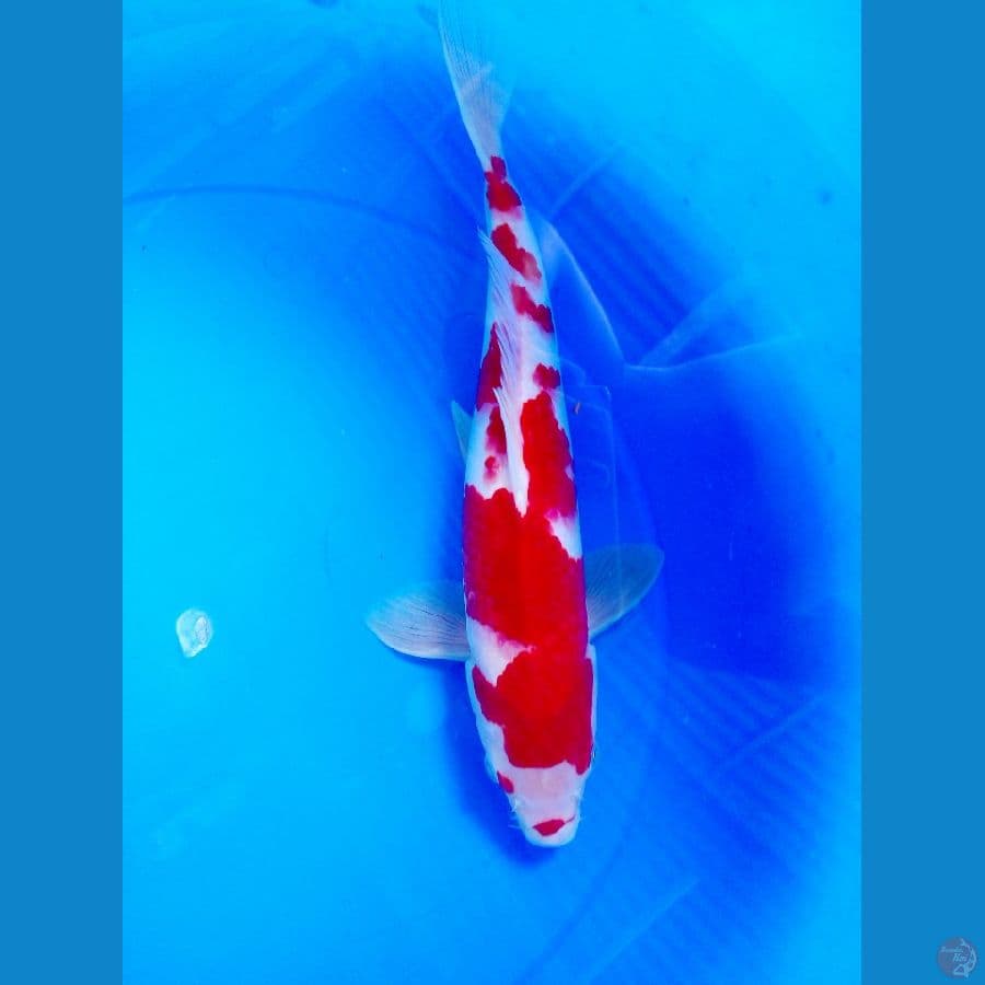 kohaku 35cm