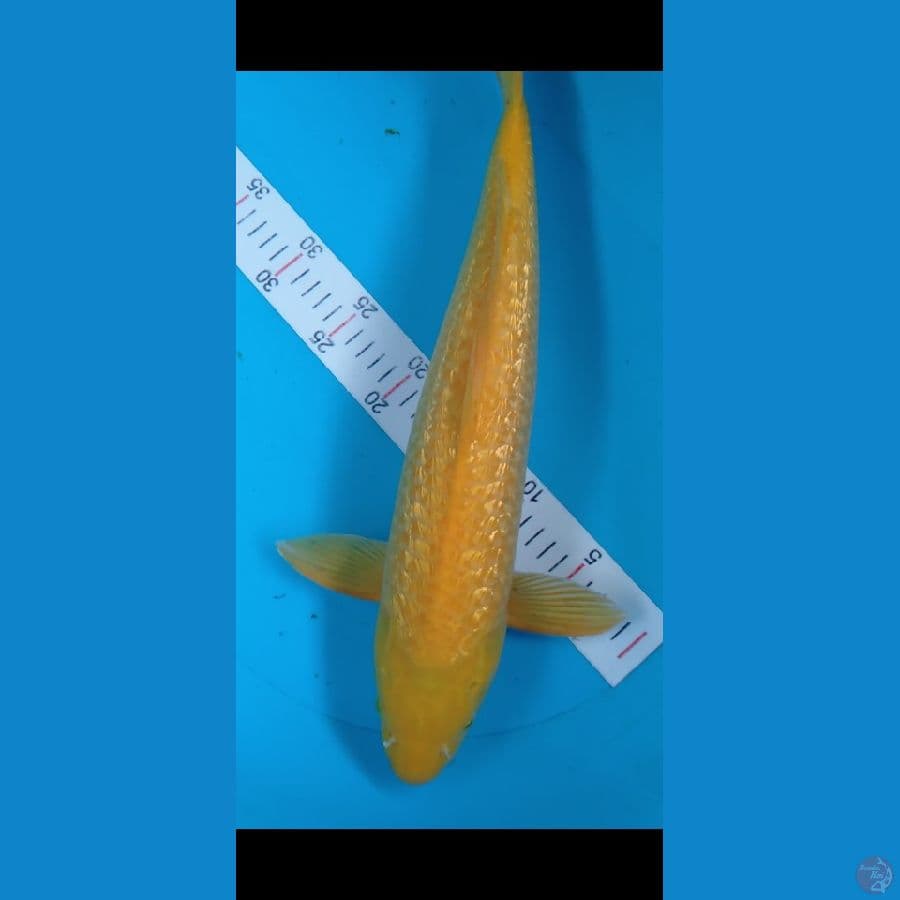 KARASHI JUMBO FULL GINRIN M49CM