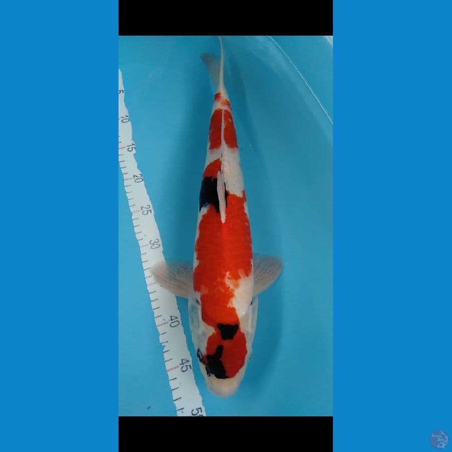 SANKE SHOWA MALE 49CM