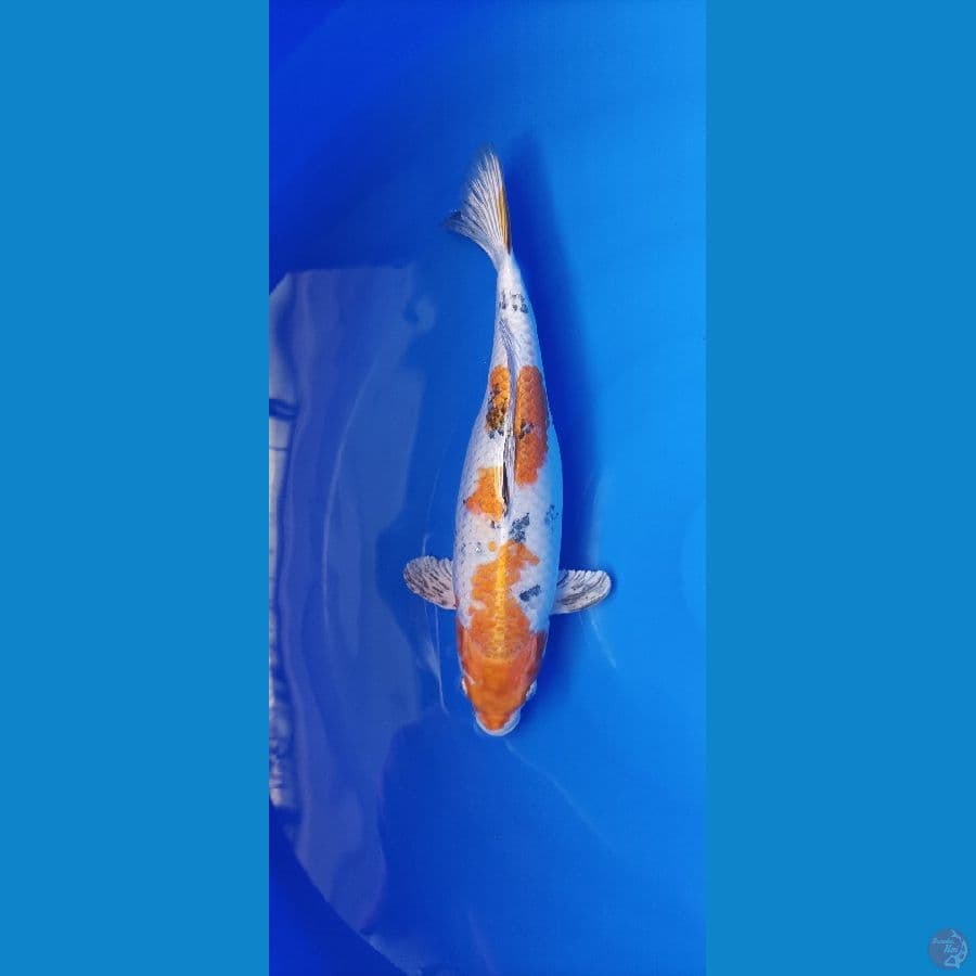Kin Hikari Sanke Unik dan langkah