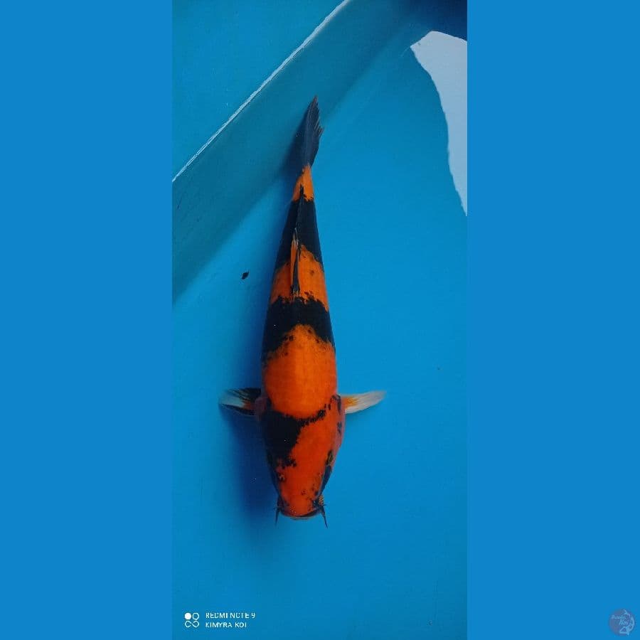 hiutsuri 35cm