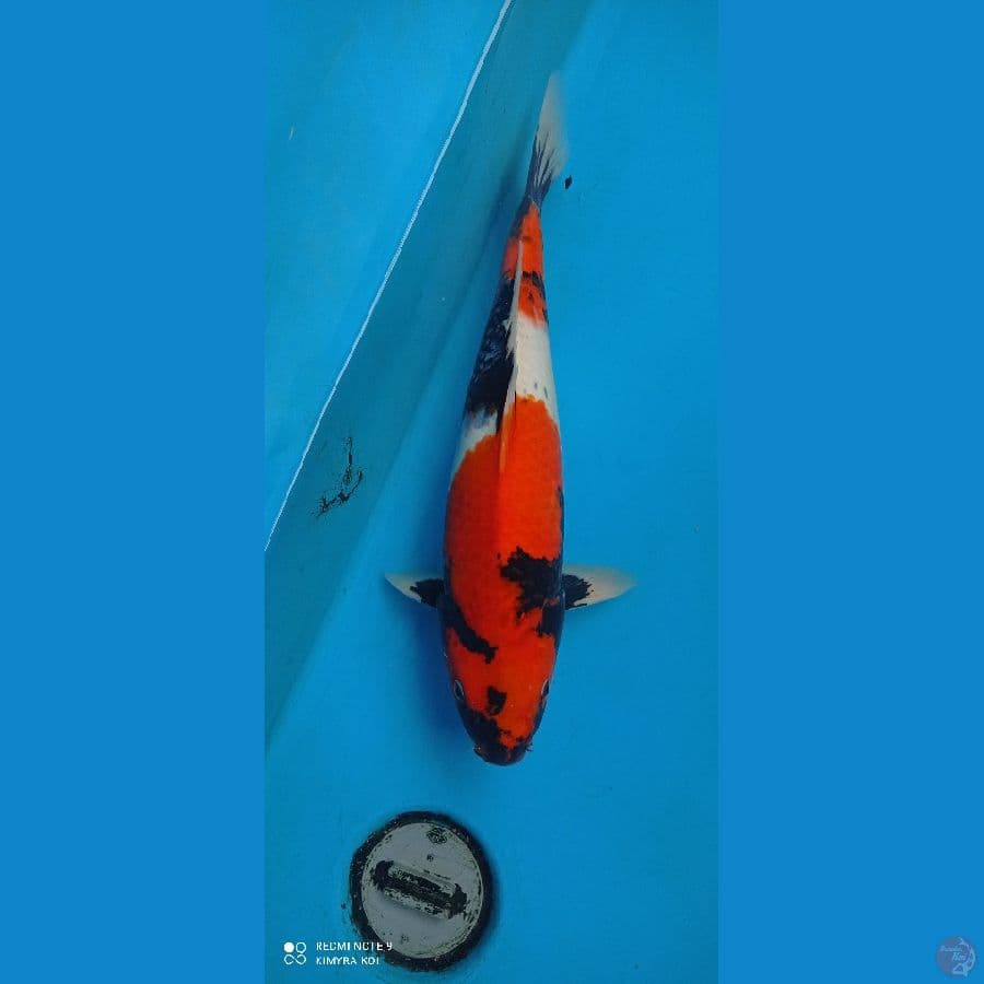 showa 45cm