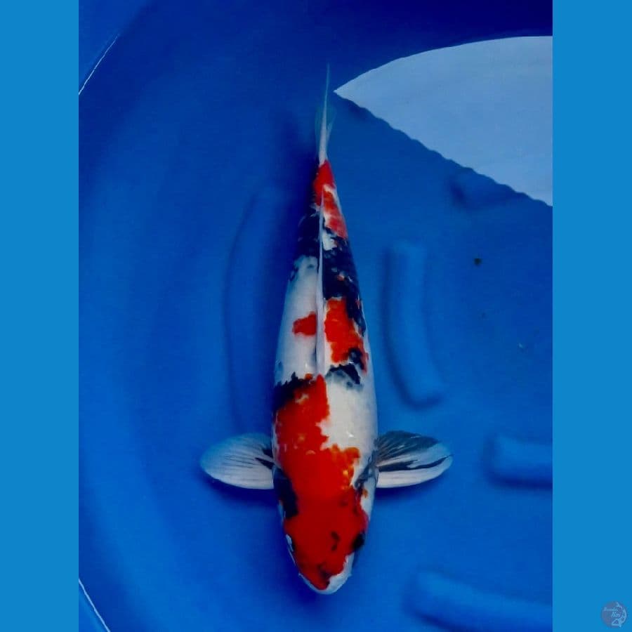50cm , Male F1 Showa