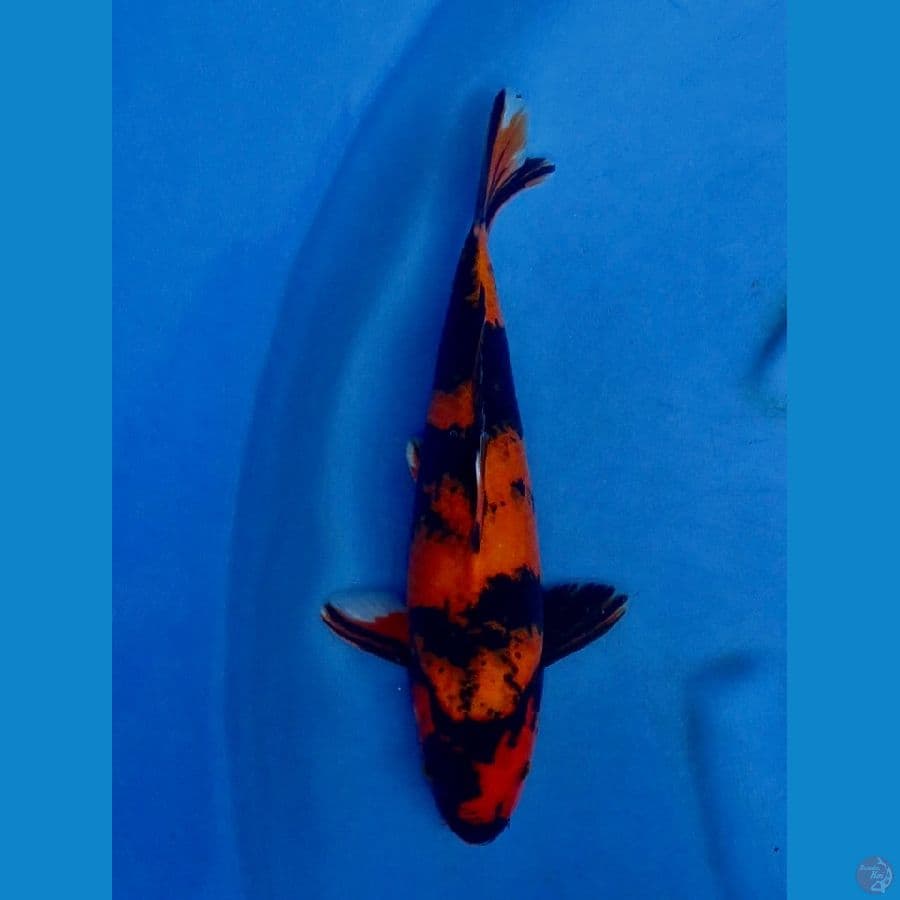 31cm , Male Utsuri