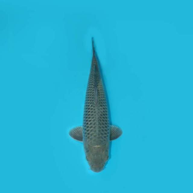 SORA GOI 37 CM