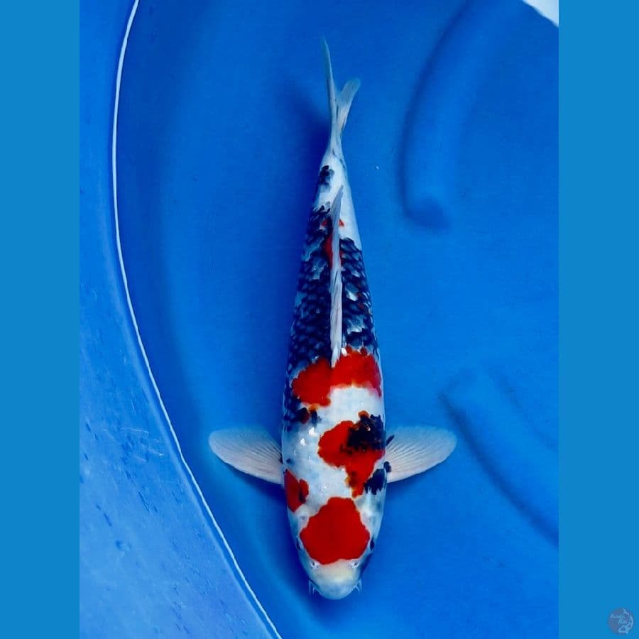 38cm , Super Red Showa
