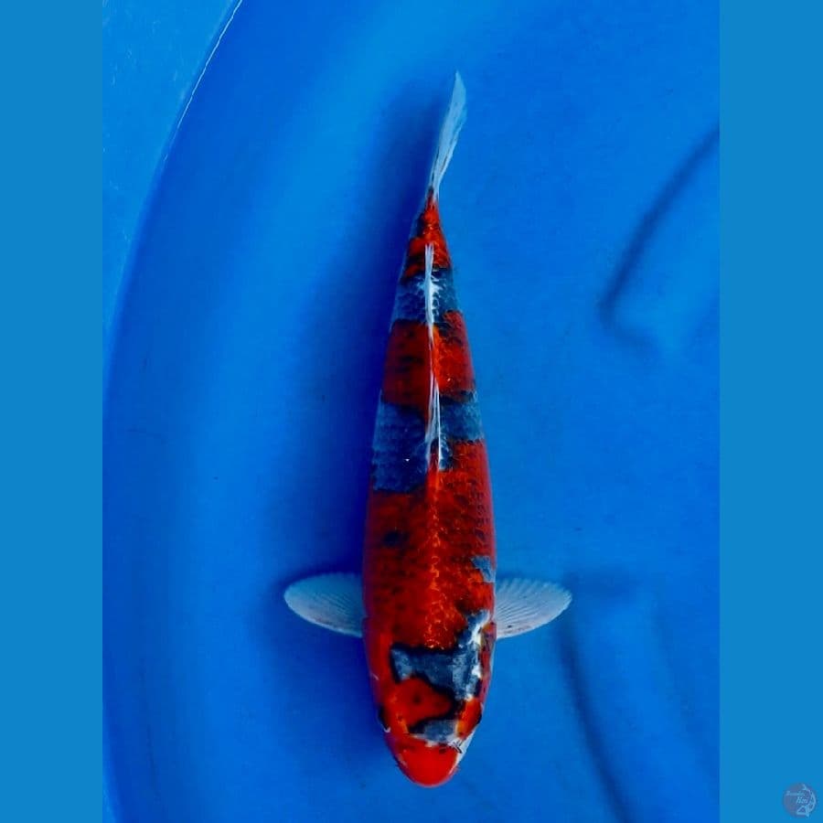 36cm , Kuro Goshiki ori