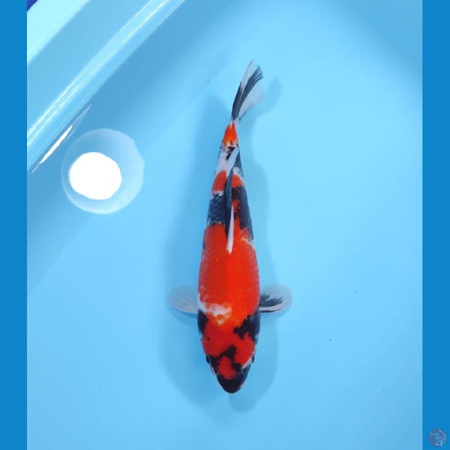 SHOWA 35CM - FEEMALE