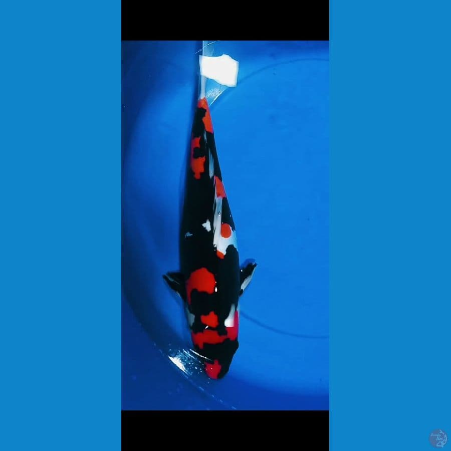 Showa Doitsu Murni 35CM Original