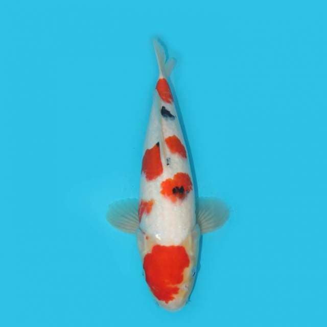 SANKE BERPUNUK 36 CM