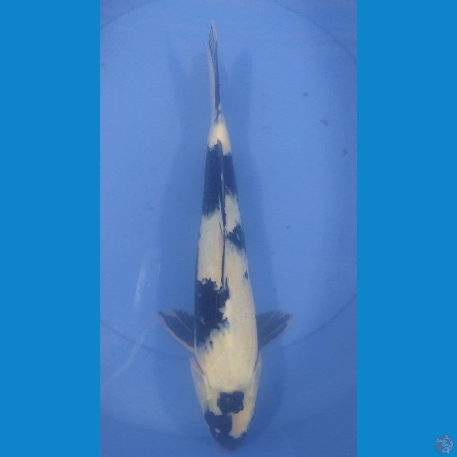 Shiro 35cm/Unknown