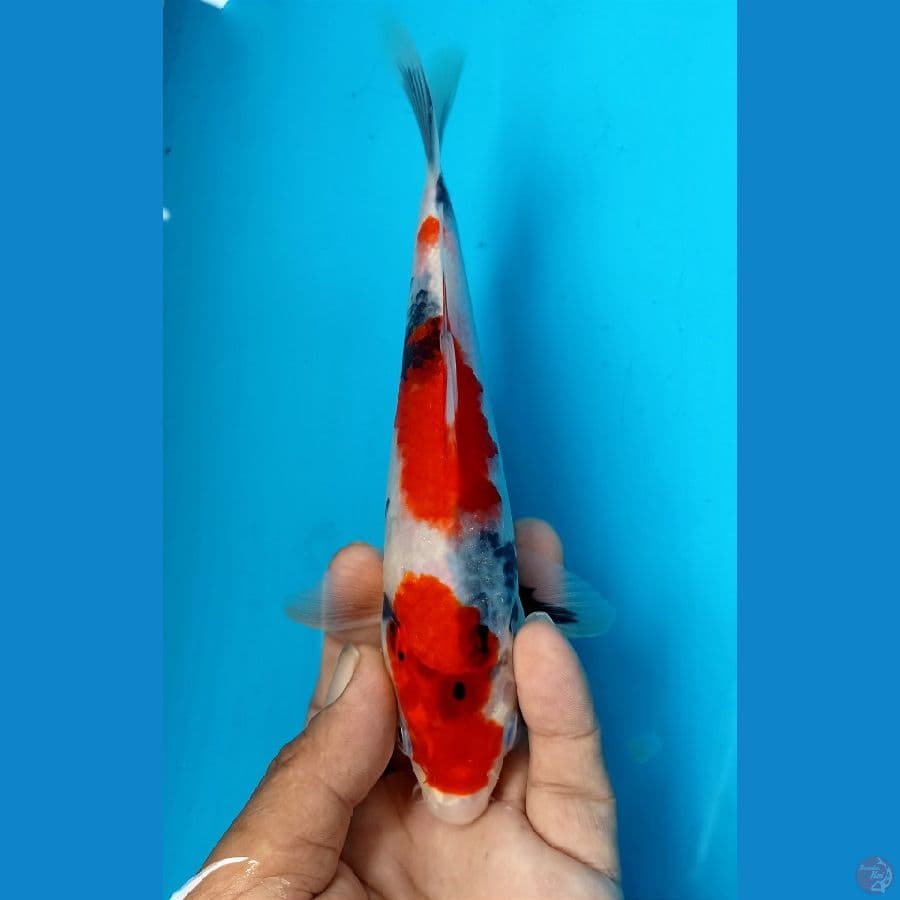 Showa 20cm