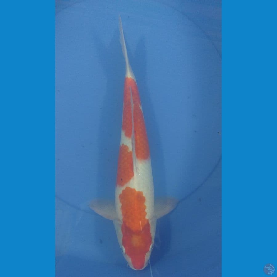 Kohaku 36cm/Unknown
