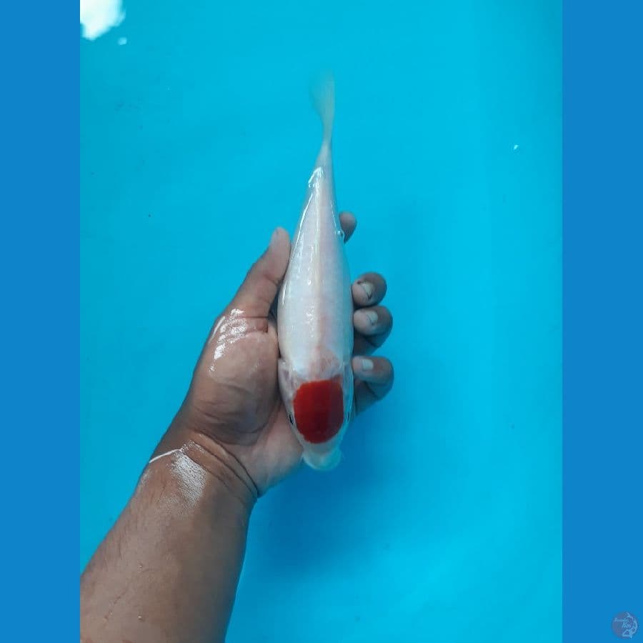 tc kohaku