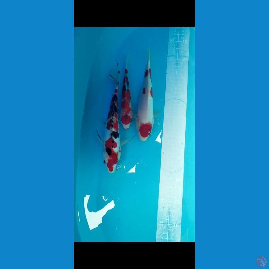 Doitsu Maruten 25-27cm+ Sisik 20cm