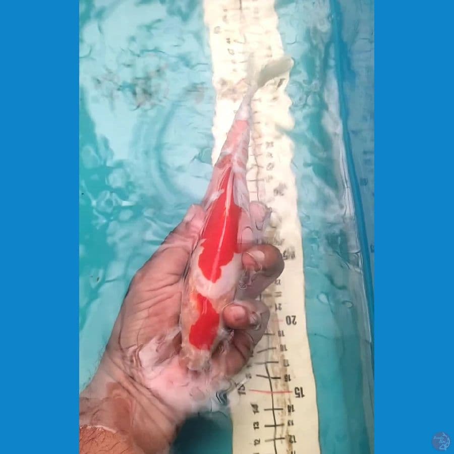 Kohaku Doitsu 21cm Lafads
