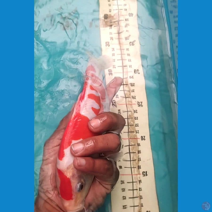 Kohaku Doitsu 21cm Lafads
