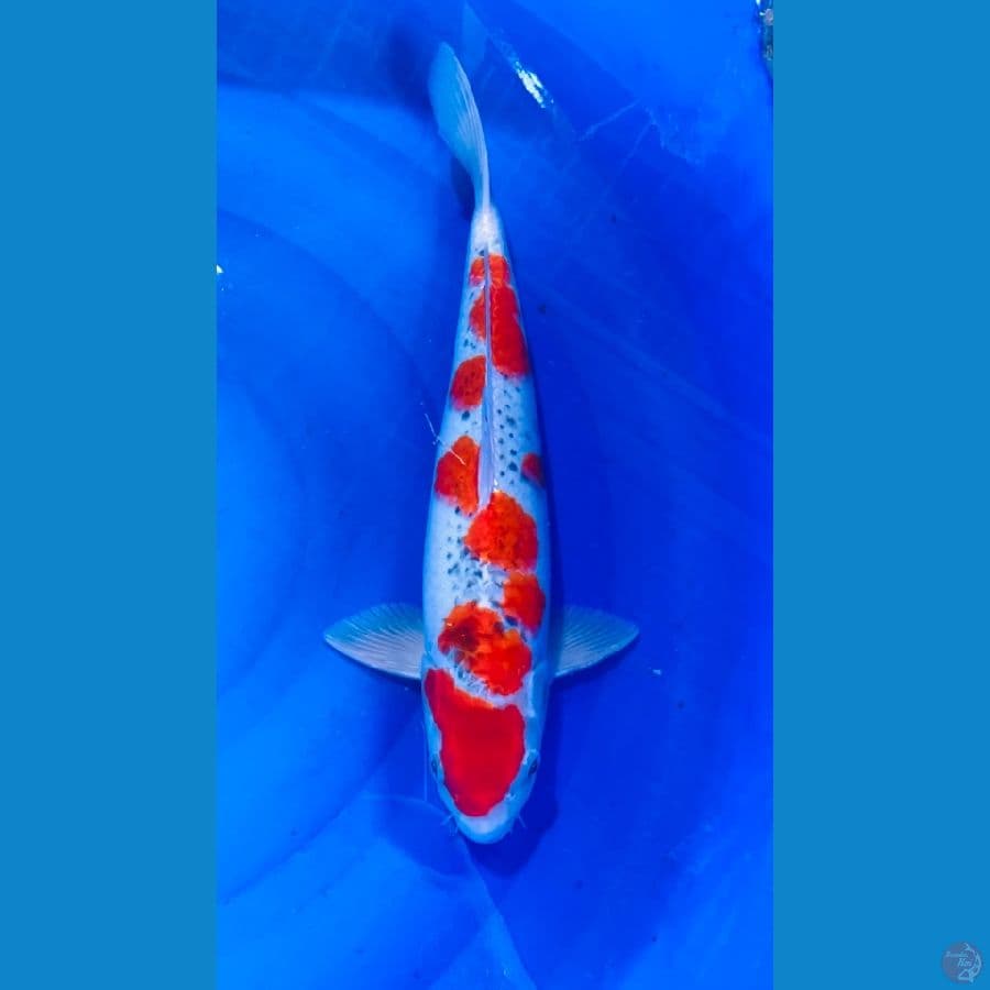 F1 GOSHIKI SAKURA 45CM/ MALE